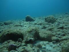 Titanostrombus galeatus