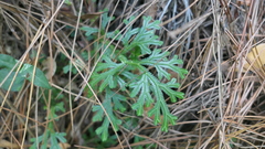 Selaginella doederleinii
