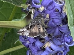 Autographa