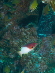 Epinephelus daemelii