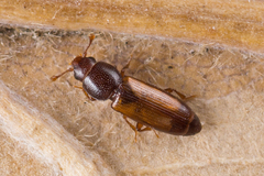 Rhizophagus fenestralis