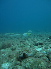 Titanostrombus galeatus