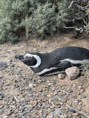 Spheniscus magellanicus