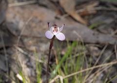 Caladenia pusilla