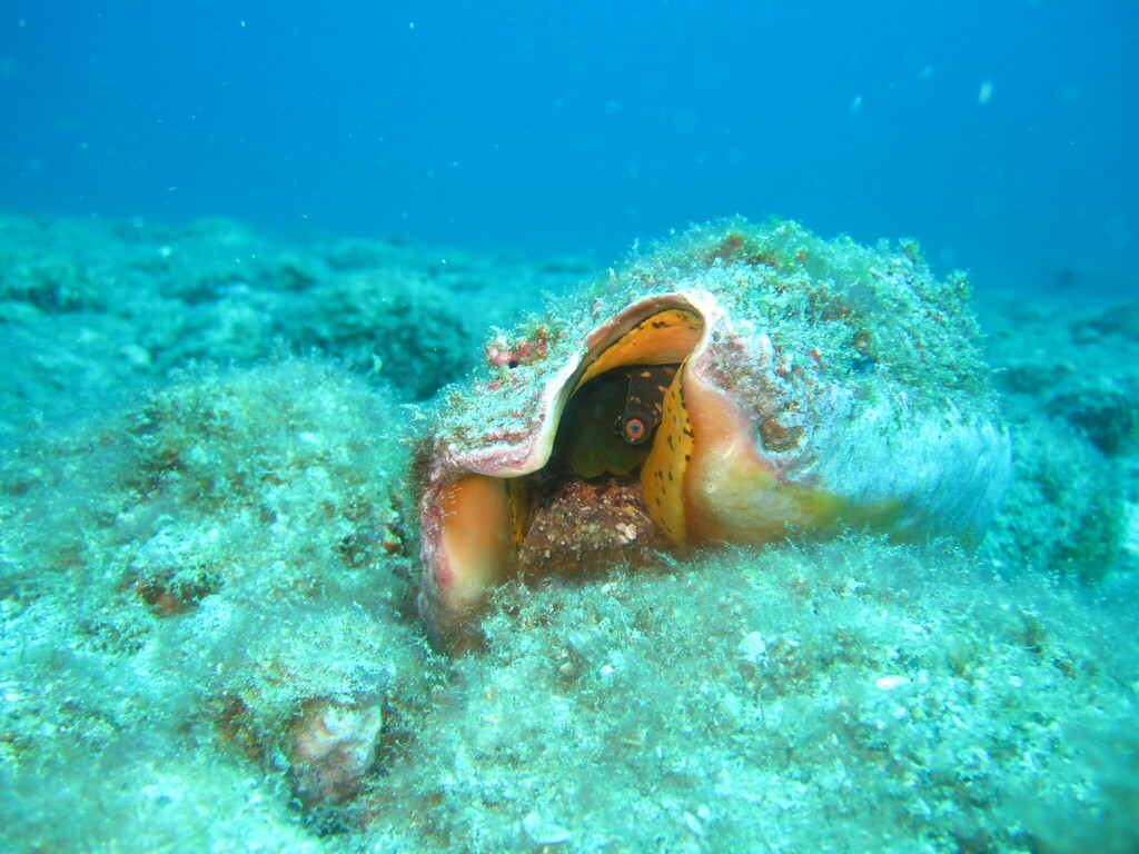 Eastern Pacific Giant Conch from Isla Santa Catalina, Baja California ...