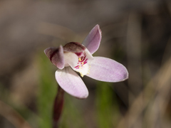Caladenia pusilla