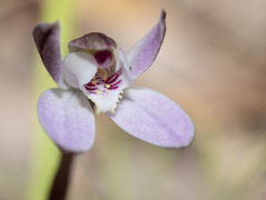 Caladenia pusilla