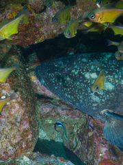 Epinephelus daemelii