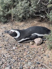 Spheniscus magellanicus