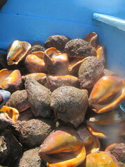 Titanostrombus galeatus