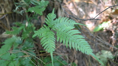 Pteris grevilleana