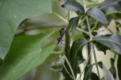 Leptoglossus oppositus