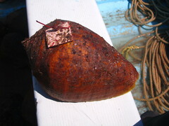 Titanostrombus galeatus