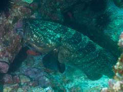 Epinephelus daemelii