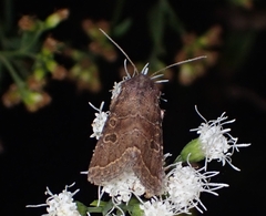 Protorthodes oviduca