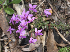 Tetratheca bauerifolia