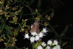 Protorthodes oviduca