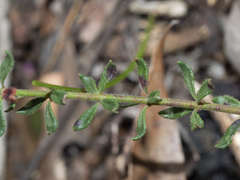 Tetratheca bauerifolia