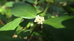 Lasianthus formosensis