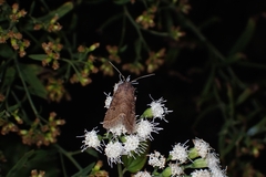 Protorthodes oviduca