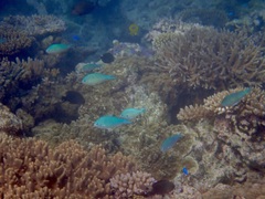 Chromis atripectoralis