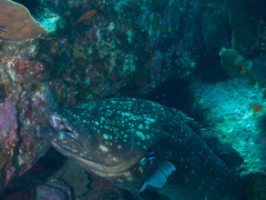 Epinephelus daemelii