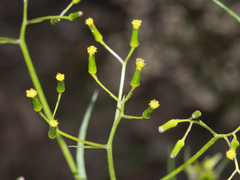 Senecio phelleus