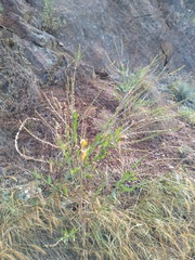 Oenothera curtiflora
