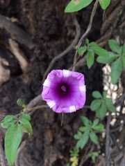 Ipomoea