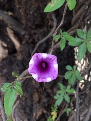 Ipomoea