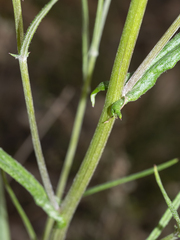 Senecio phelleus