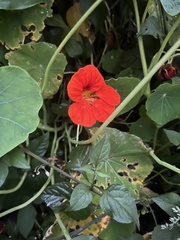 Tropaeolum