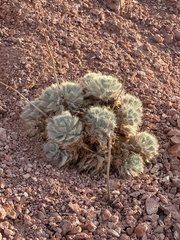 Arctomecon californica