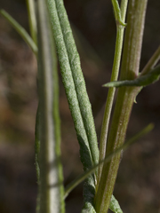 Senecio phelleus