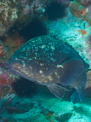 Epinephelus daemelii
