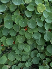 Tropaeolum