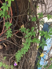 Ipomoea