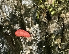 Neosteingelia texana