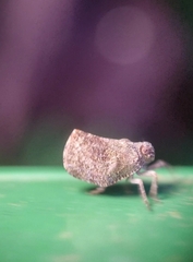 Nogodinidae