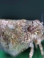 Nogodinidae