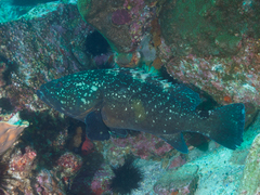 Epinephelus daemelii