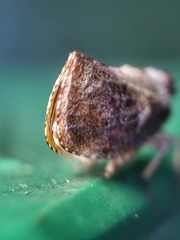 Nogodinidae