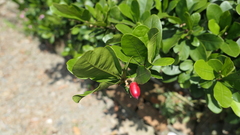 Synsepalum dulcificum