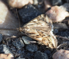 Loxostege cereralis