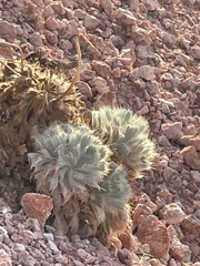 Arctomecon californica