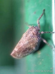 Nogodinidae