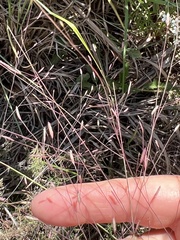 Eragrostis spectabilis