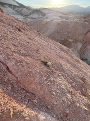 Arctomecon californica