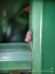 Nogodinidae
