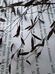 Eragrostis spectabilis